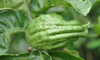 春天吃佛手瓜好吗视频,佛手瓜美食视频大揭秘