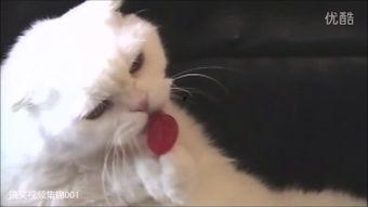 带你吃瓜搞笑视频喵星人,带你领略宠物界的欢乐时光