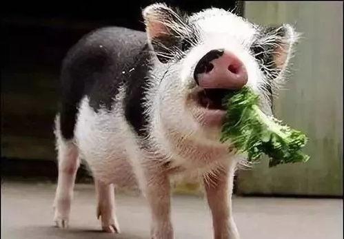 吃瓜小猪视频剪辑怎么做