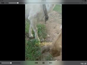 羊羊吃瓜全部视频,趣味横生的动画世界之旅