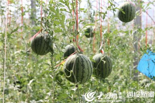 泉州直播吃瓜事件视频,一场网络争议的发酵与反思