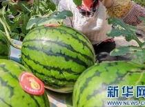 青县吃瓜最新消息事件视频,视频揭秘惊人真相，网友热议不断