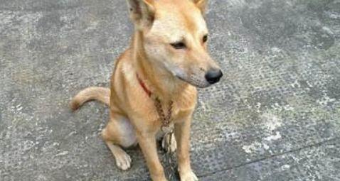 土狗吃佛手瓜吗好吗视频,美味还是禁忌？