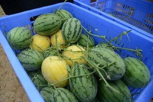 河北神剪金属视频吃瓜,揭秘视频背后的吃瓜故事