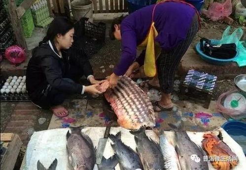 抓鱼群众吃瓜视频,视频曝光引发网友热议