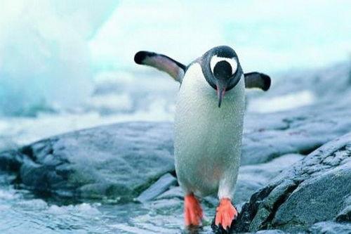 企鹅吃瓜群视频下载,揭秘网络红人幕后生活