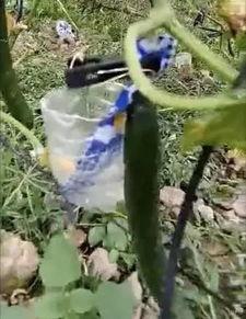 盐山吃瓜事件真相视频,真相视频曝光背后的惊人内幕