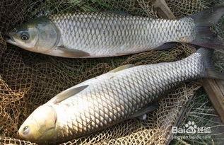 草鱼可以吃土瓜吗视频教程,揭秘土瓜的神奇喂食技巧